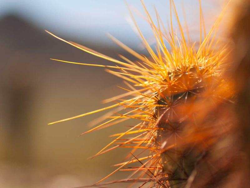 Mavorv Ilixro Bex Santiago de los Caballeros